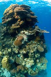 Coral reefs are the world's most biodiverse marine ecosystems :  Image credit: Jerker Tamelander