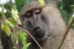 Yellow Baboon (Papio cynocephalus), Serengeti National Park, Tanzania                         : cc-by-3.0 D. Gordon E. Robertson