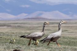 Bar headed geese and goslings: Image credit:Nyambayar Batbayar, Mongolian Academy of Sciences