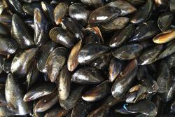 Mussels