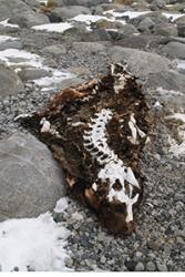 Mummified southern elephant seal remains from the Victoria Land Coast, Antarctica.: image credit Brenda Hall