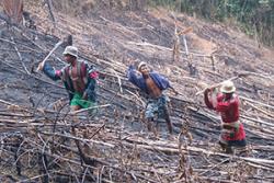 Clearing the forest for agriculture has short term benefits to the farmer: Photo credit: Neal Hockley