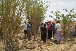 Farmers surveying a frankincense tree in Somalia