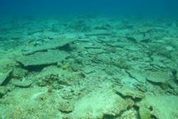 A degraded reef in Chagos, pictured in April 2016.