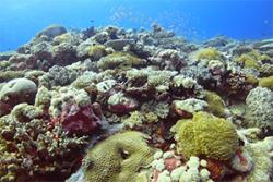 A degraded reef in Chagos, pictured in April 2016.