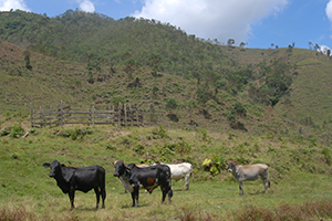 Cattle pasture in the foreground and young, regenerating secondary forest in the background: image:Edwards