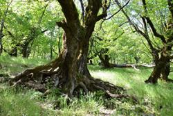 ‘Ein Harglwyddes yr Eos’- coedwig  cysegredig  Panagia Aidonolaloussa. Gyda’i changhenau troellog, gwreiddiau a a thyllau, mae natur Tolkein-aidd i’r goedwig.: Llun: ©K. Stara