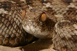 Saw-scaled viper: Credit & copyright: Wolfgang Wüster 