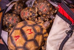 Critically endangered Malagasy species such as these critically endangered tortoises maybe extinct in the wild within the next few years if illegal collection isn’t stopped. : Copyright Chris Scarffe.