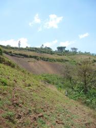 Farming on steep slopes in Namabya Sub-county, Manafwa District of Eastern Uganda. Photograph taken by Genevieve Lamond, February 2014.