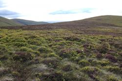 Common grazing land often supports a range of different vegetation.