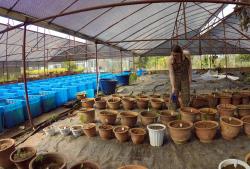 Watering: Tree seedlings at the plant nursery